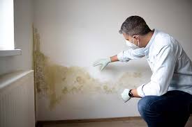 Why You Should Choose Our Mold Remediation Services in Amarillo, TX